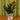 A green plant in a coffee can with a peach glass watering globe on a green background. 