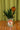 A green plant in a coffee can with a peach glass watering globe on a green background. 