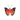 Large Fox Butterfly